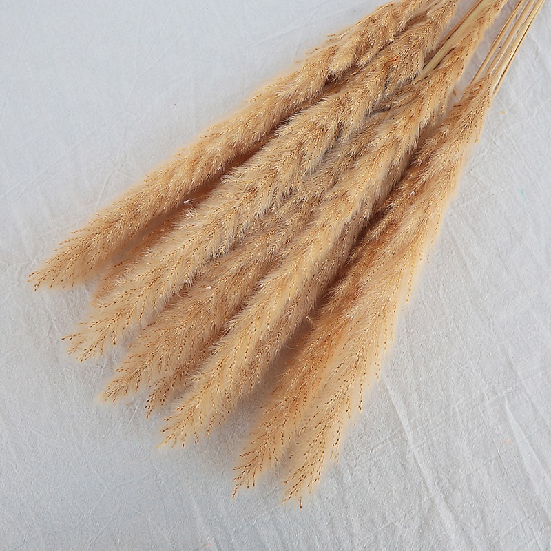 Натуральная сушеная пампасная  – обзор и цена Pampas Grass Decor
