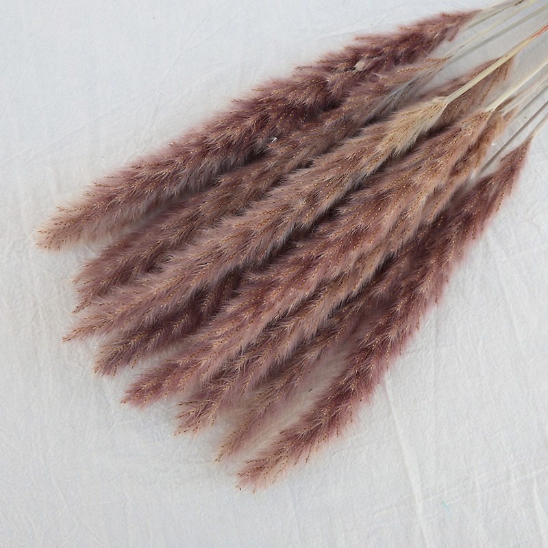 Натуральная сушеная пампасная  – обзор и цена Pampas Grass Decor